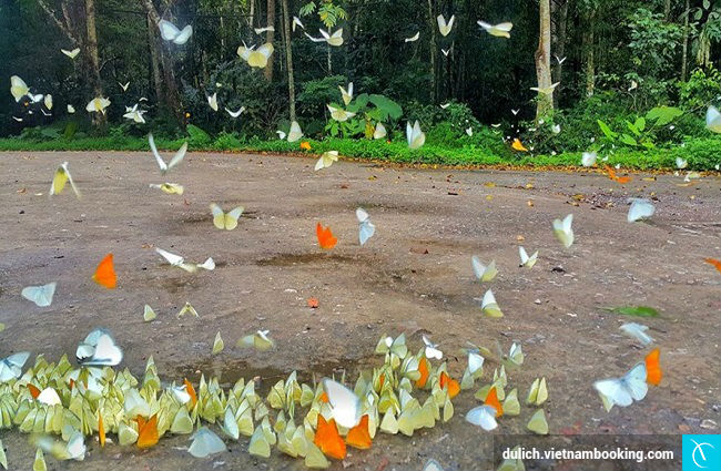 tin-tuc-vuon-quoc-gia-cuc-puong-5